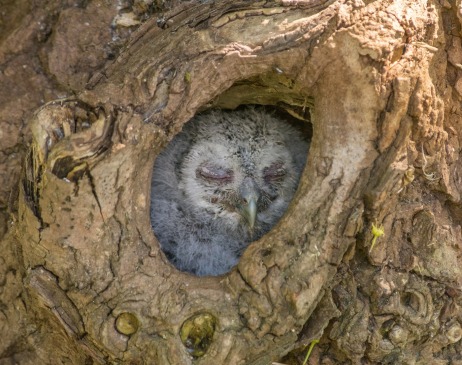 Baby Owl in tree - Simon Dallimore