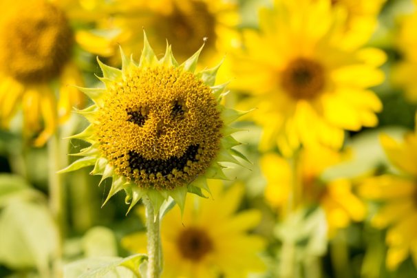 Sunflower face - Simon Dallimore
