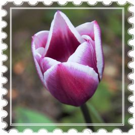 Tulip framed - Lynn Leedham