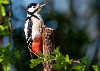 Woodpecker - Linda Hinchcliffe