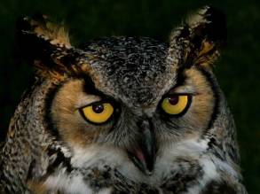 Owl eyes by Peter Loft