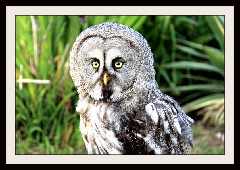 Owl eyes by Lynn Leedham