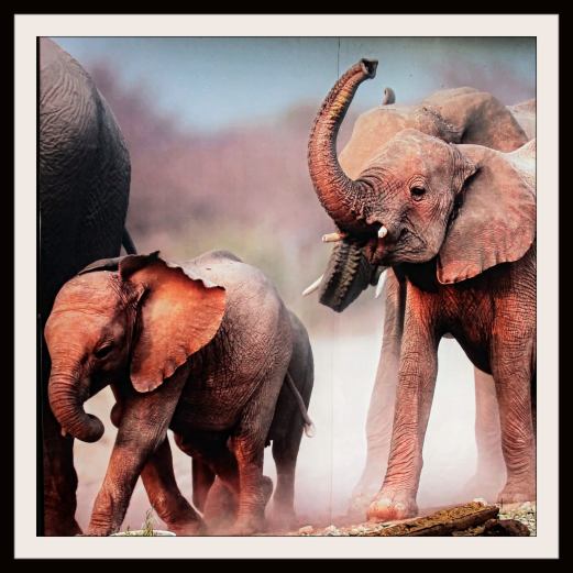 Elephants! By Lynn Leedham