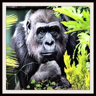 Gorilla in the bush by Lynn Leedham