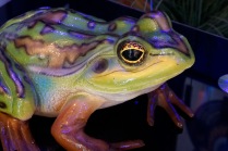 Tree frog by Ray Duffill